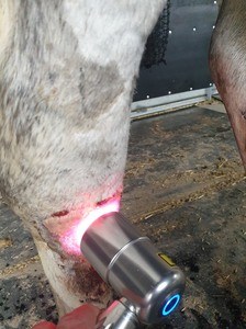 Laser therapy for horses